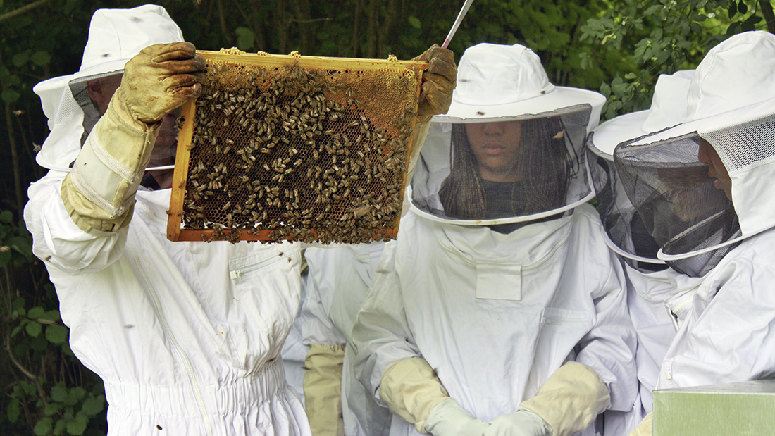 Apiculture at Le Rosey