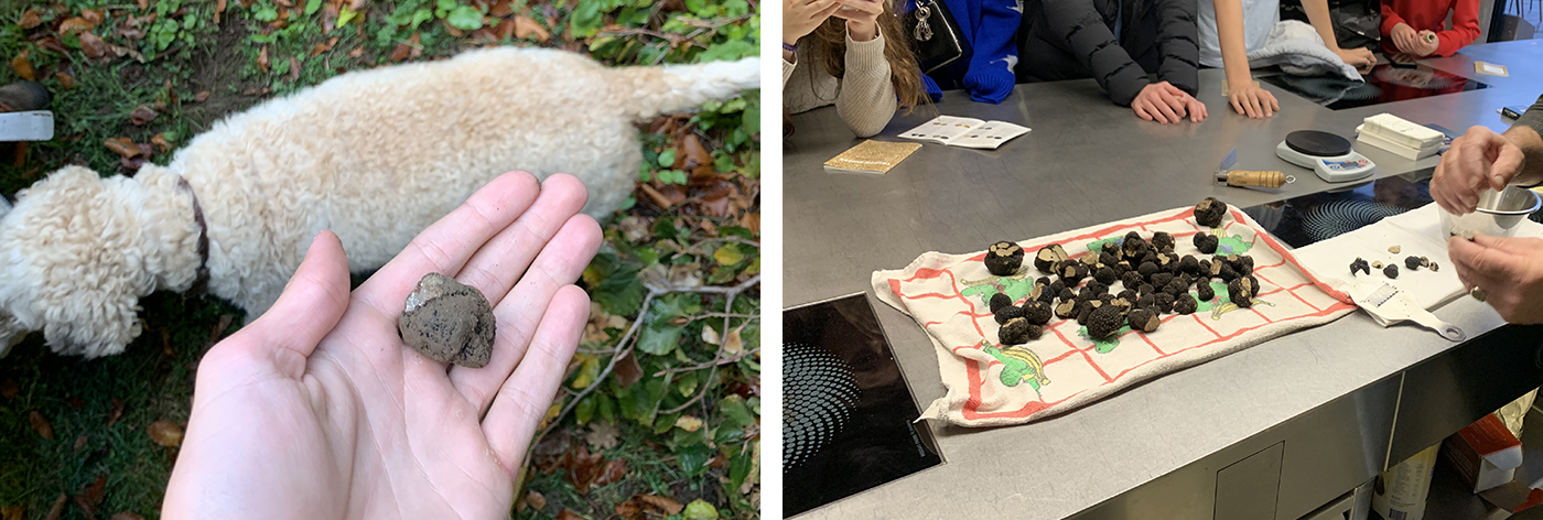 Chasse aux truffes