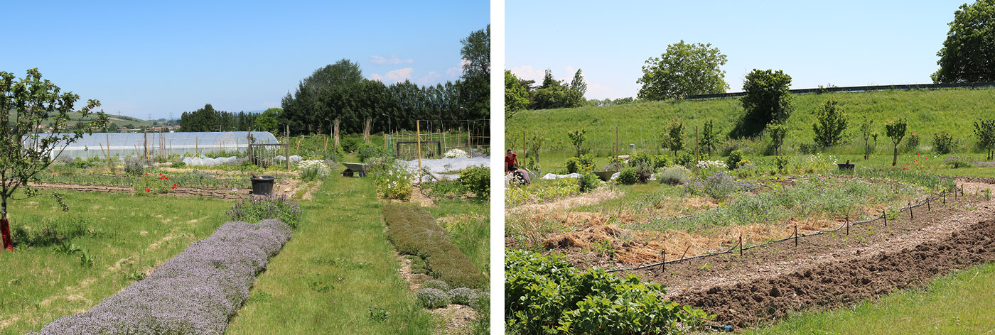Permaculture garden at Le Rosey