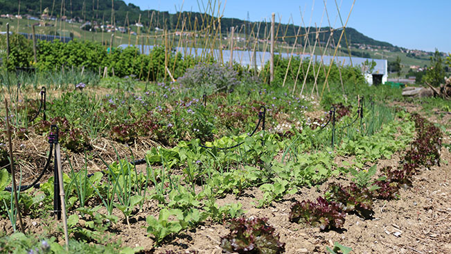 Permaculture at Le Rosey