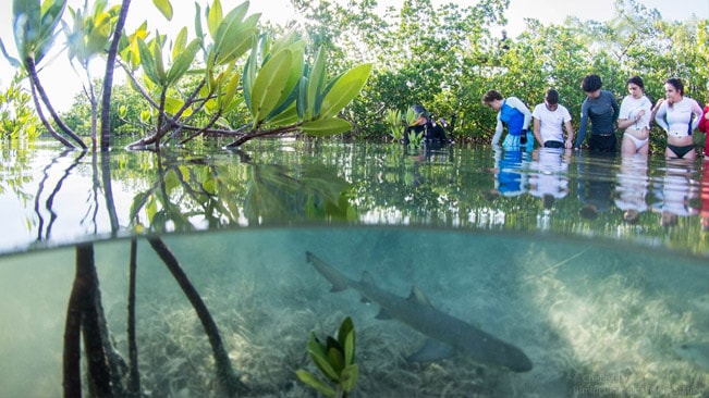 Bimini Shark Lab Trip